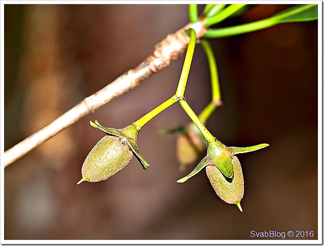 Kořenovník obecný (Rhizophora mangle L.)