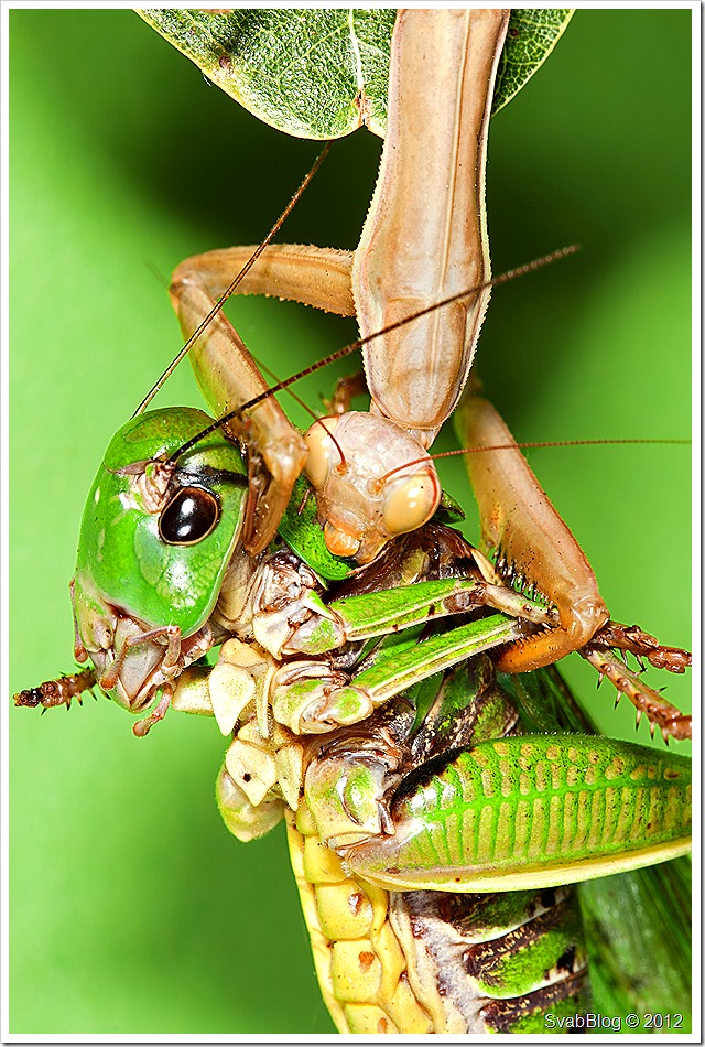 Kudlanka nábožná (Mantis religiosa (Linnaeus, 1758))