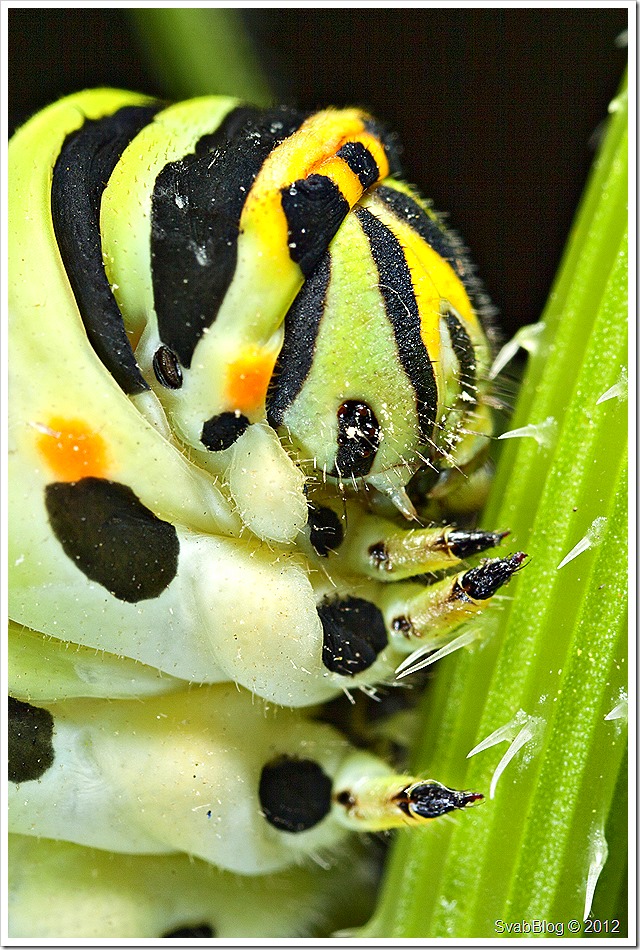 Otakárek Fenyklový (Papilio machaon Linnaeus, 1758)