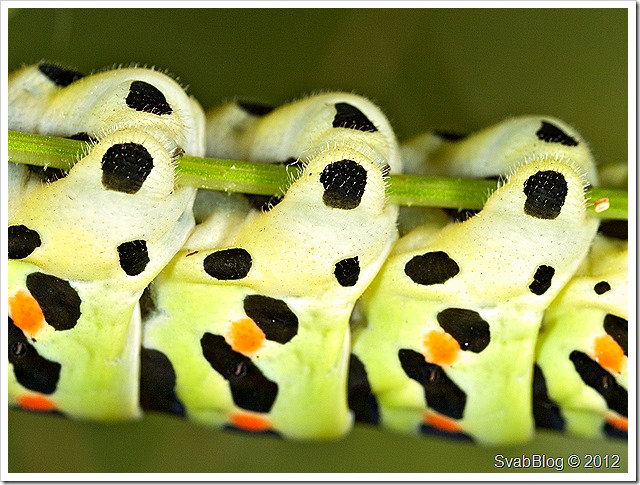 Otakárek Fenyklový (Papilio machaon Linnaeus, 1758)