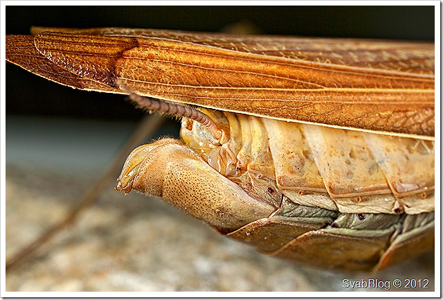 Kudlanka nábožná (Mantis religiosa (Linnaeus, 1758))
