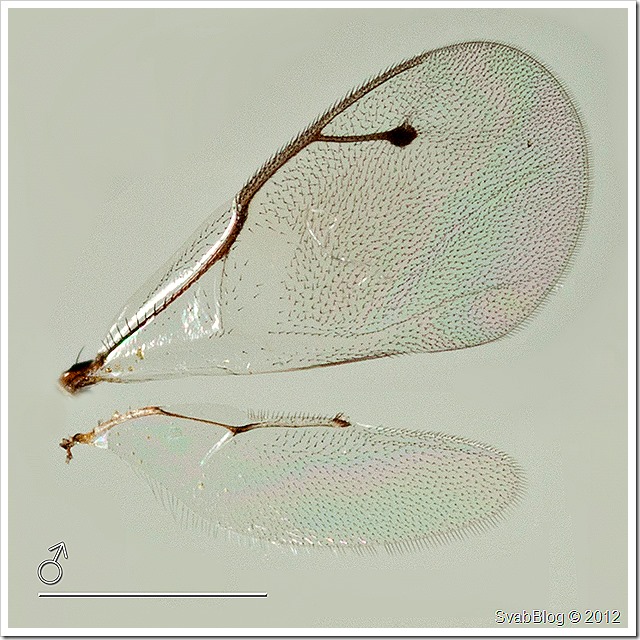 Pteromalus bedeguaris samec