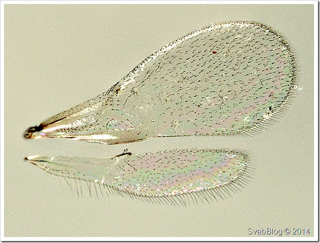 Platygaster Sp.  z hálky Bejlomorky růžicové (Rhabdophaga rosaria (Loew. 1850))