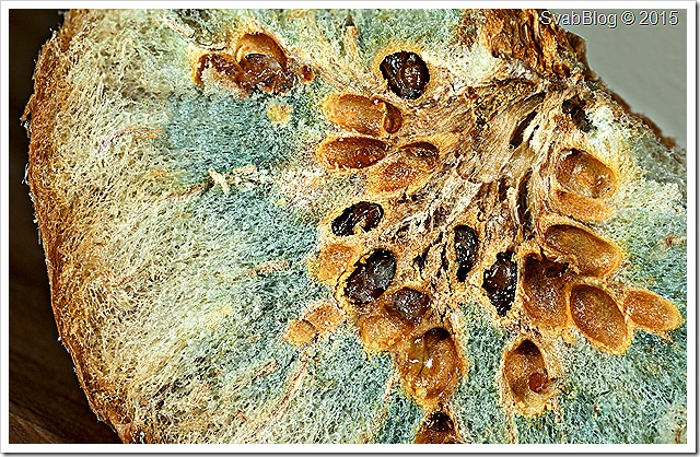 Žlabatka bezkřídlá Birhiza pallida