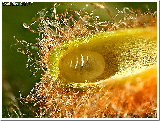 Bejlomorka bučinová, Hartigiola annulipes